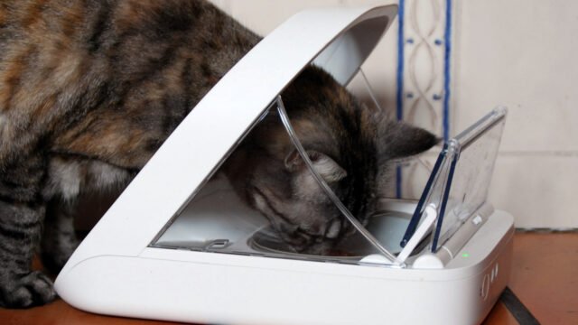 Котка яде от автоматична хранилка, която се отваря по чипа на животното – пример за автоматизация за домашни любимци